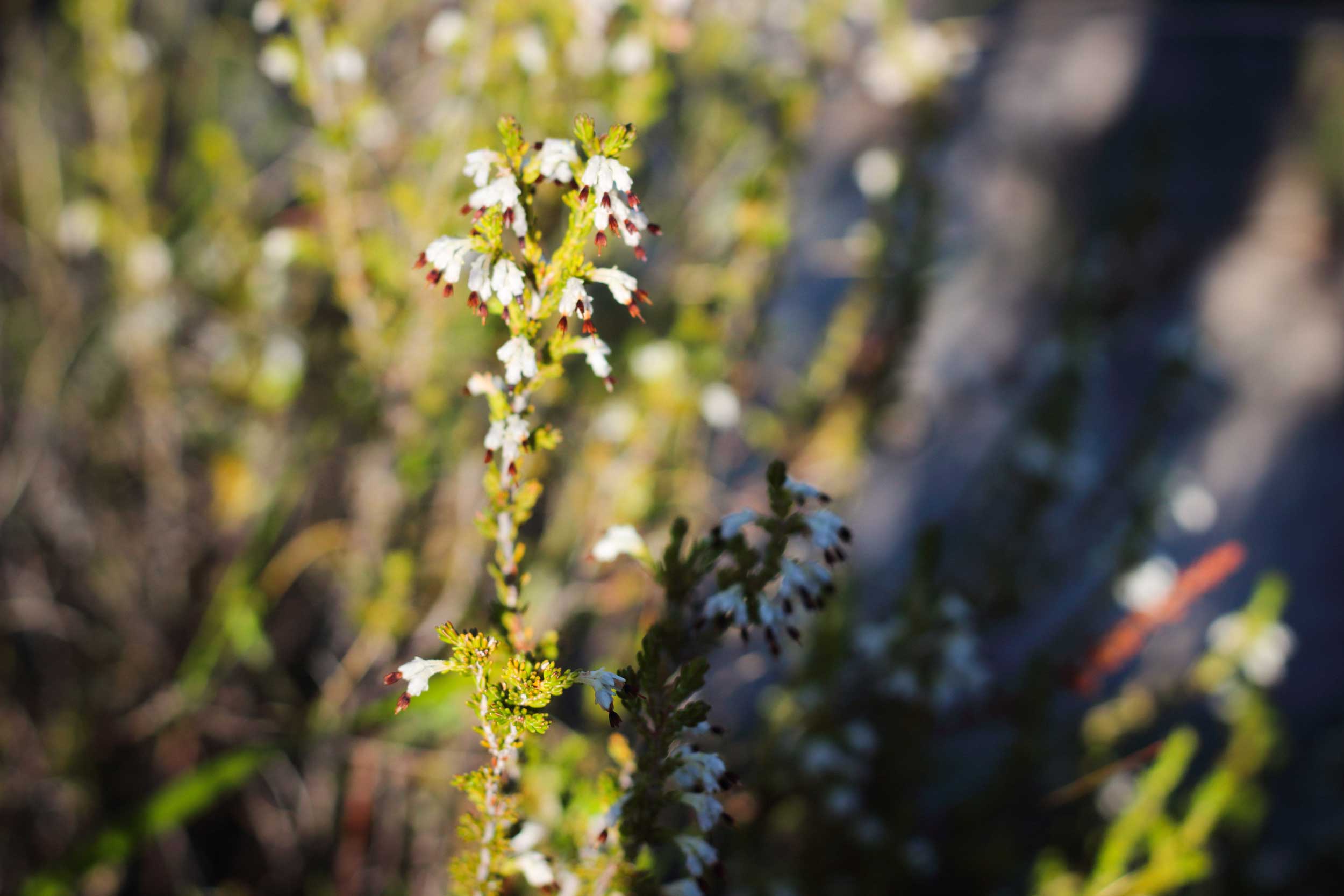 White Fynbos at Starry Starry Night White Fynbos at Starry Starry Night
