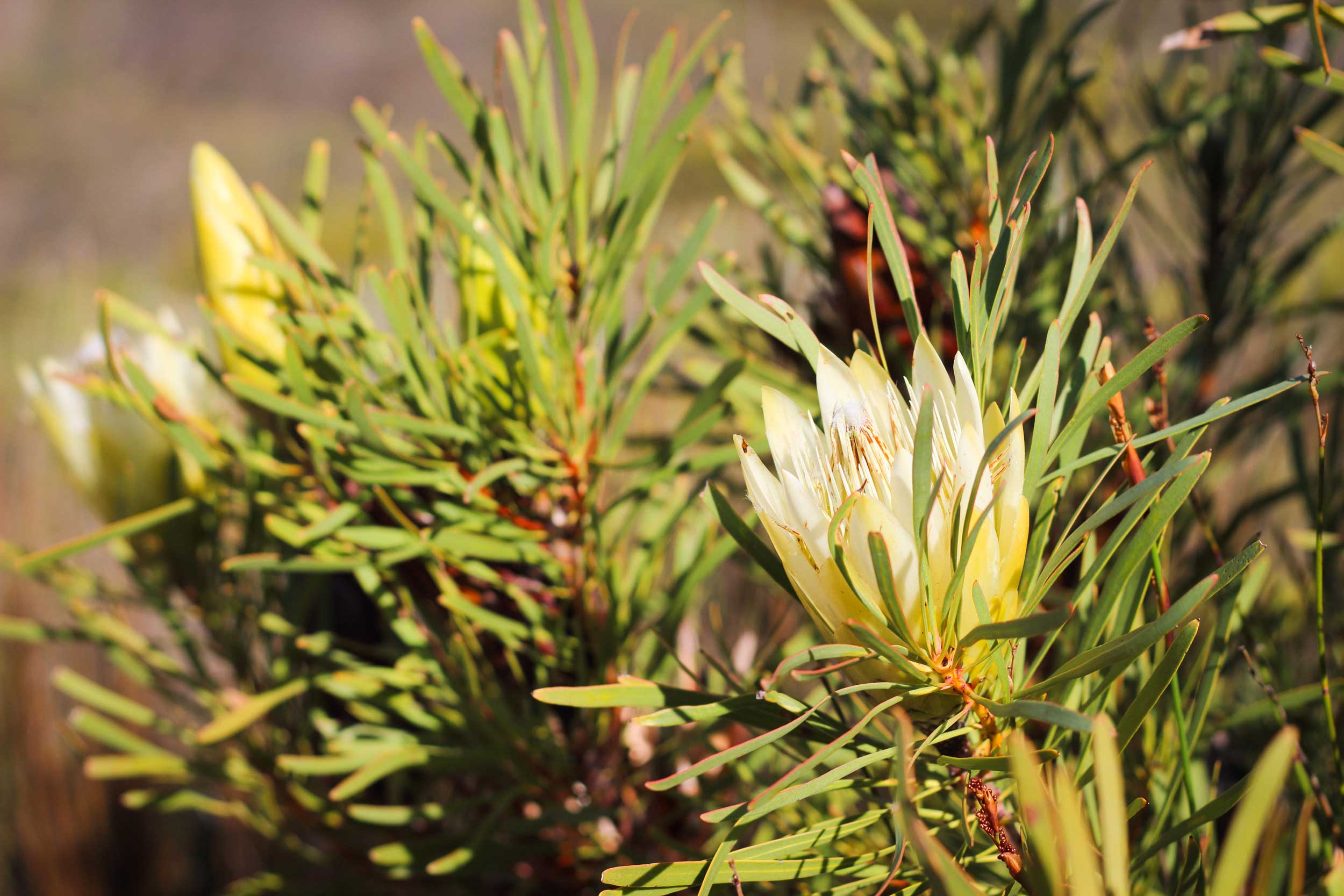 Fynbos at SSN