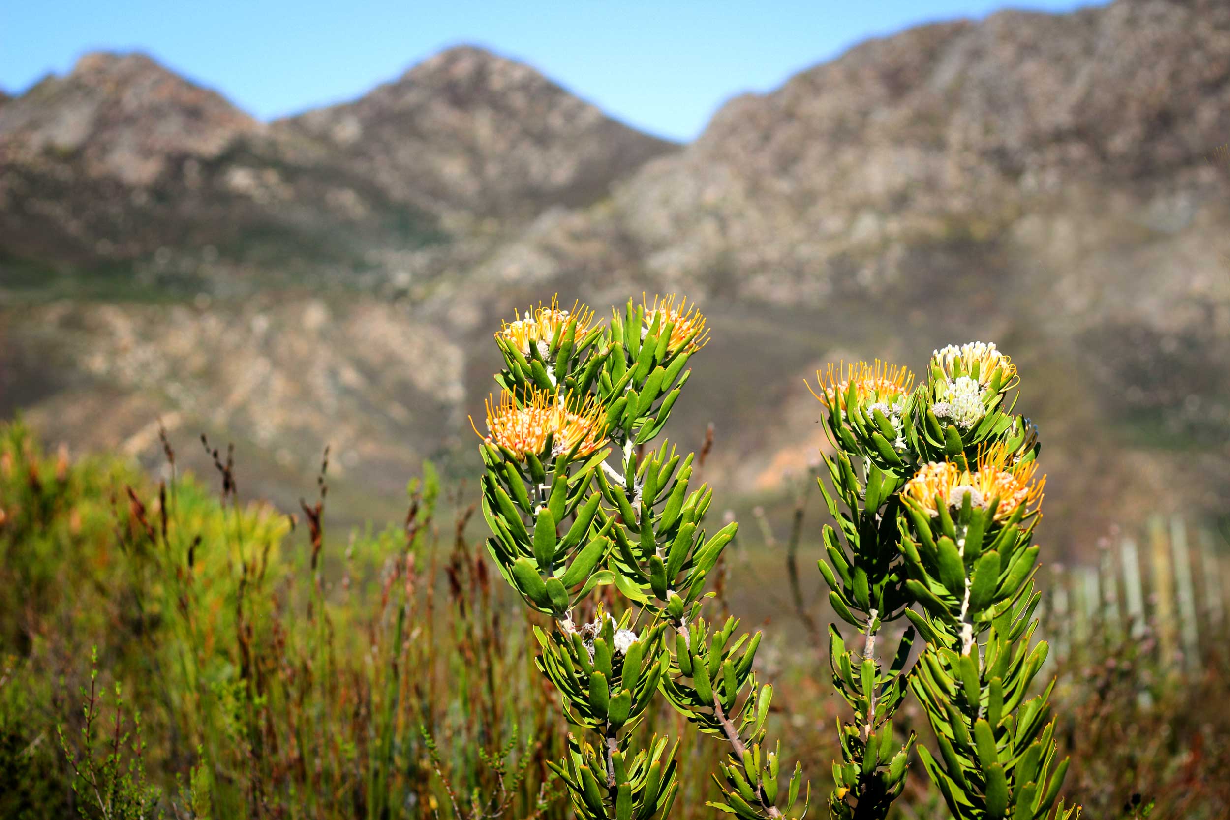 Fynbos background at Starry Starry Night Fynbos background at Starry Starry Night