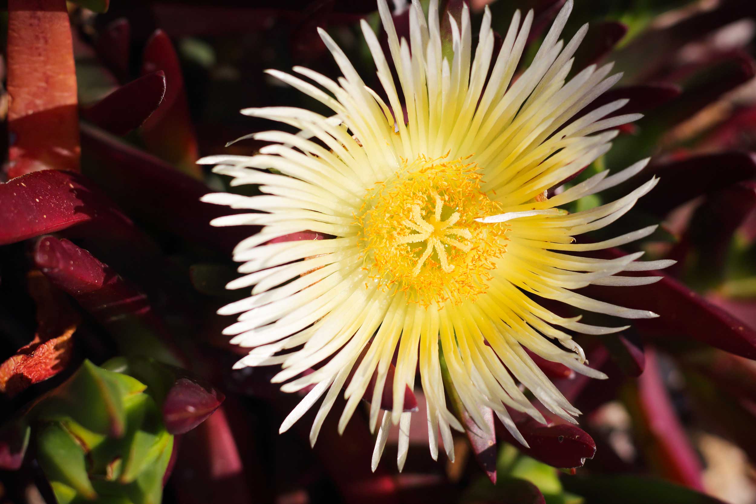 Yellow Fynbos at Starry Starry Night Yellow Fynbos at Starry Starry Night