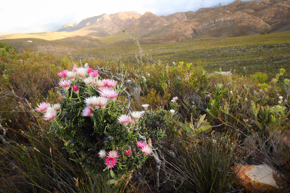 Starry Starry Night Route 62 view of fynbos and mountain Starry Starry Night Route 62 view of fynbos and mountain