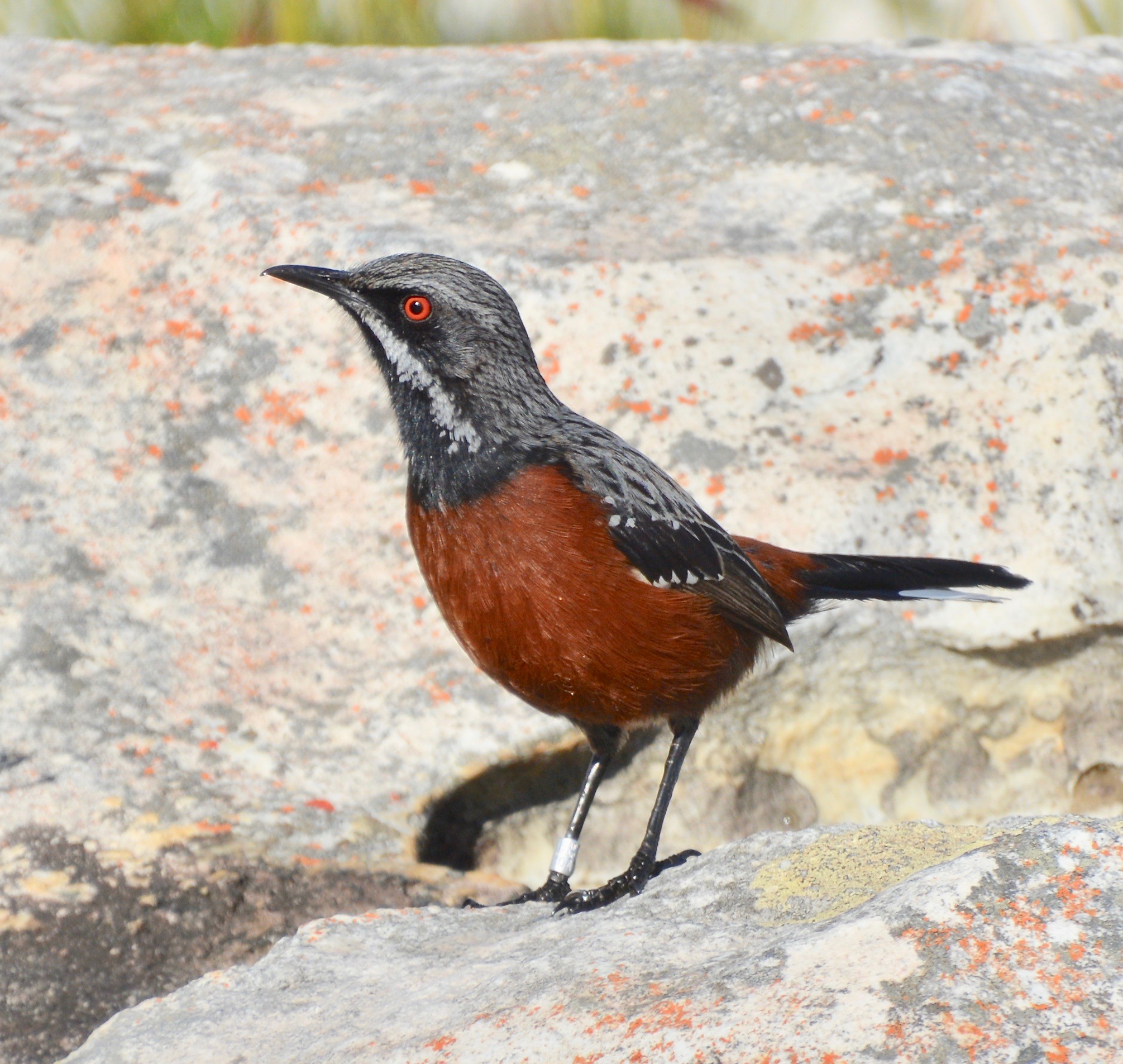 Cape rockjumper Cape rockjumper