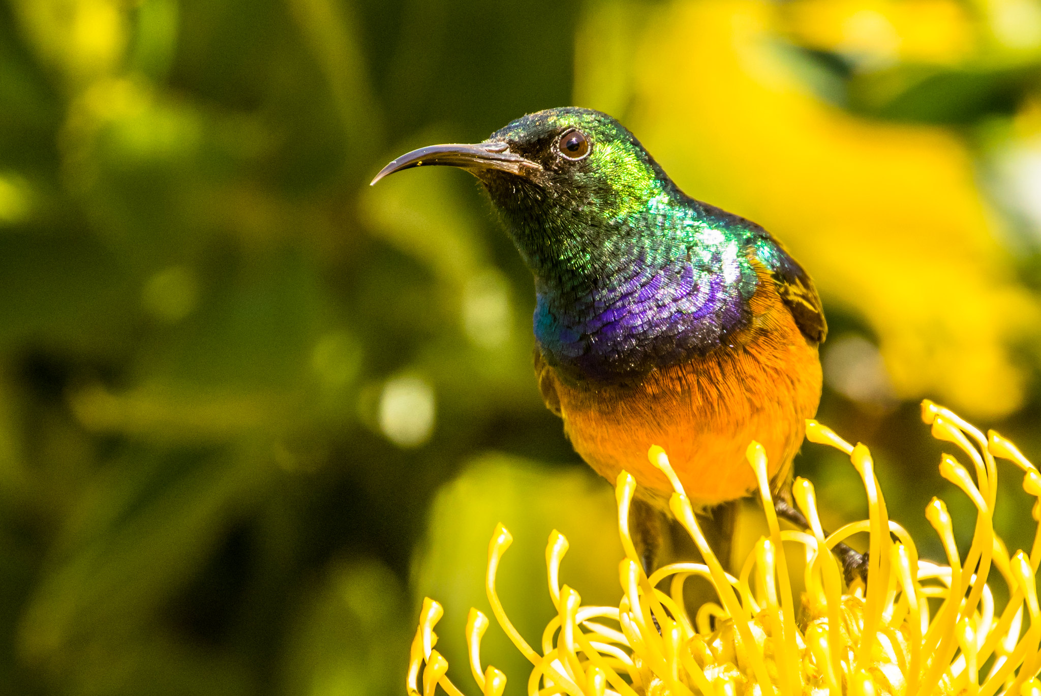 Orange breasted sunbird Beautiful birds at SSN