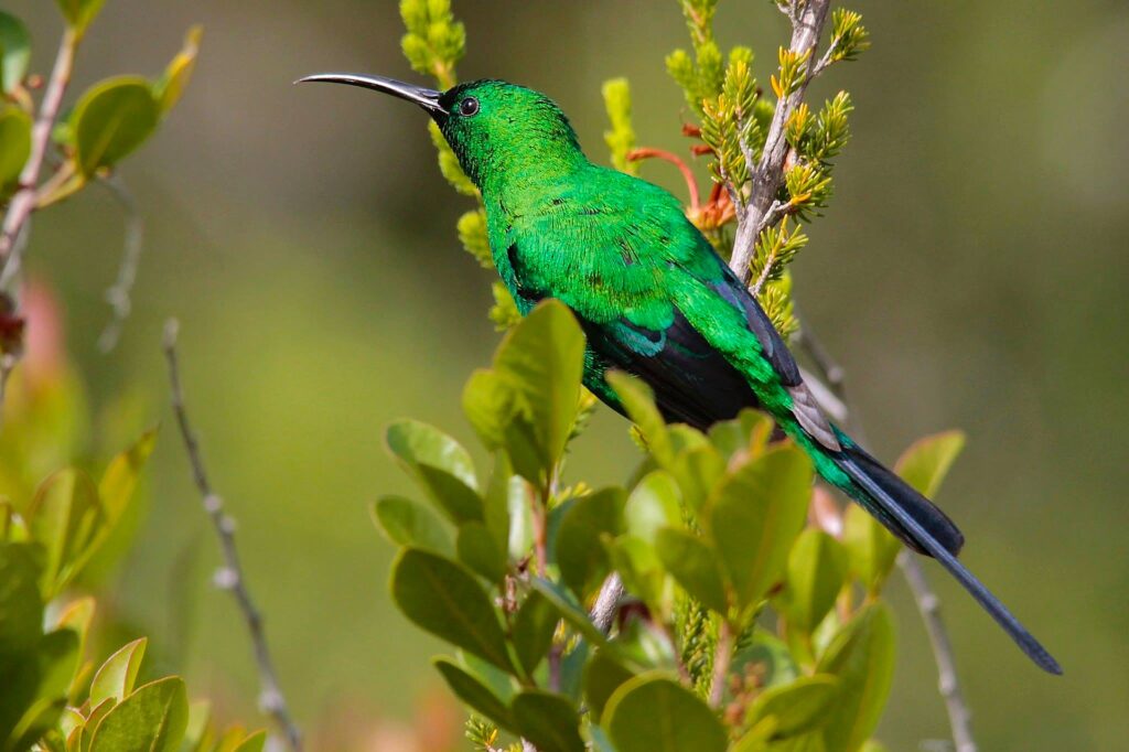 malachite sunbird malachite sunbird