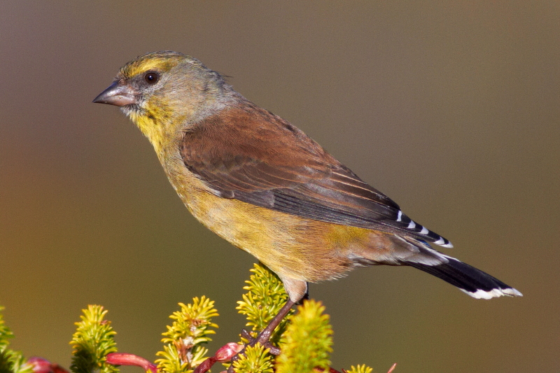 Cape Siskin Cape Siskin